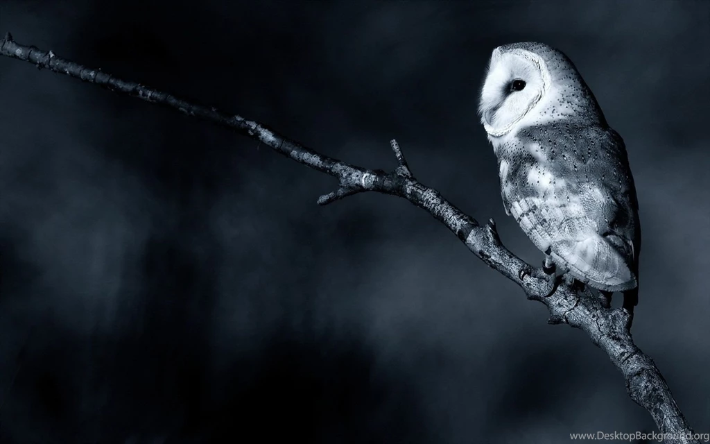 Owl Computer Wallpapers, Desktop Backgrounds