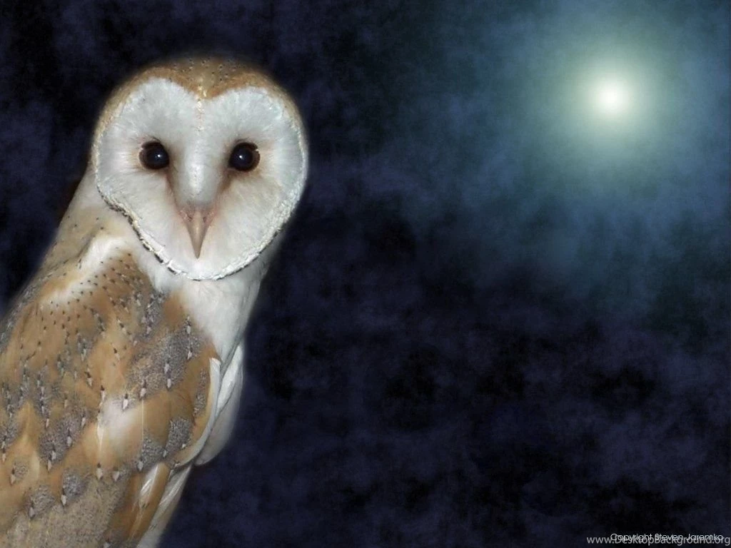 Where Is Wallpaper: Barn Owl Backgrounds