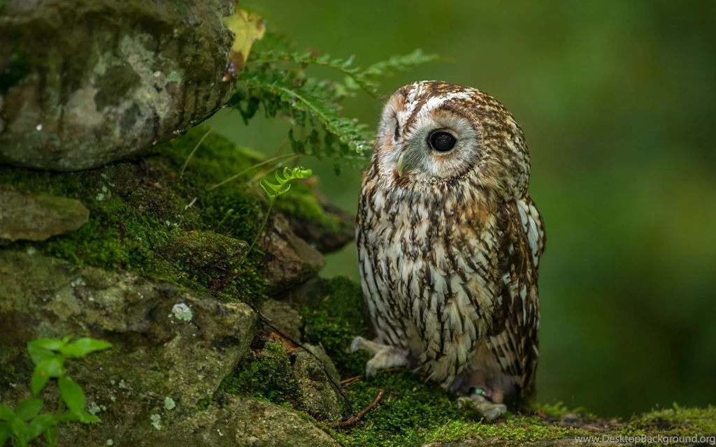 Cute Owl Backgrounds For Twitter