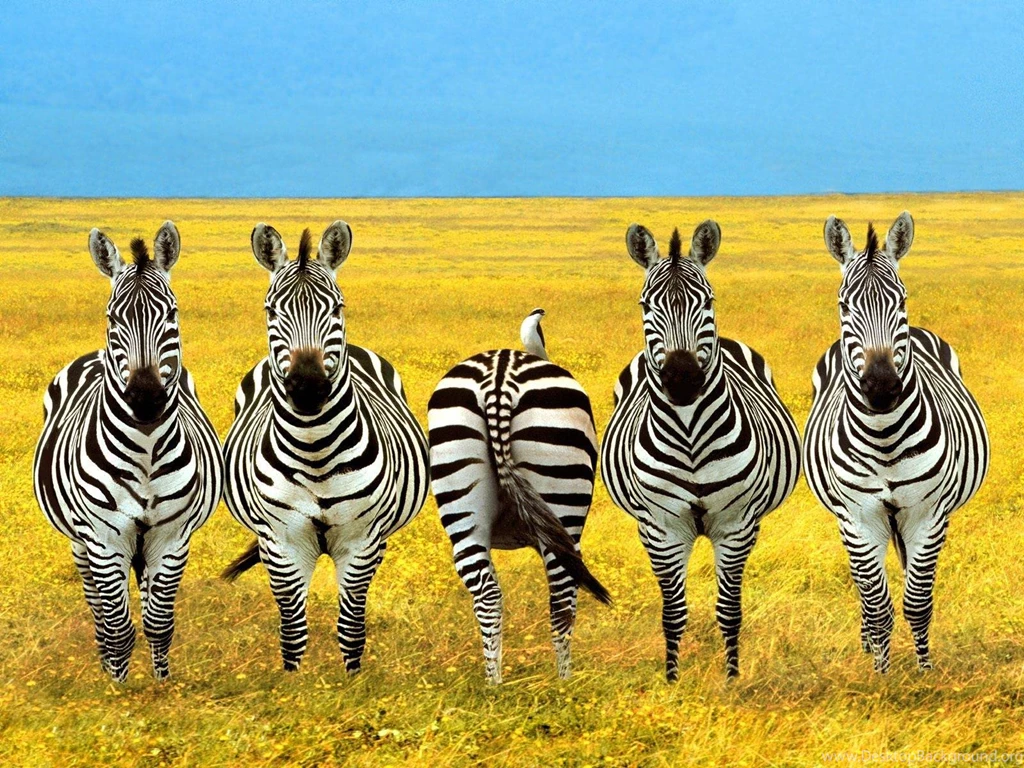 Funny Desktop Backgrounds AmusingFun.com