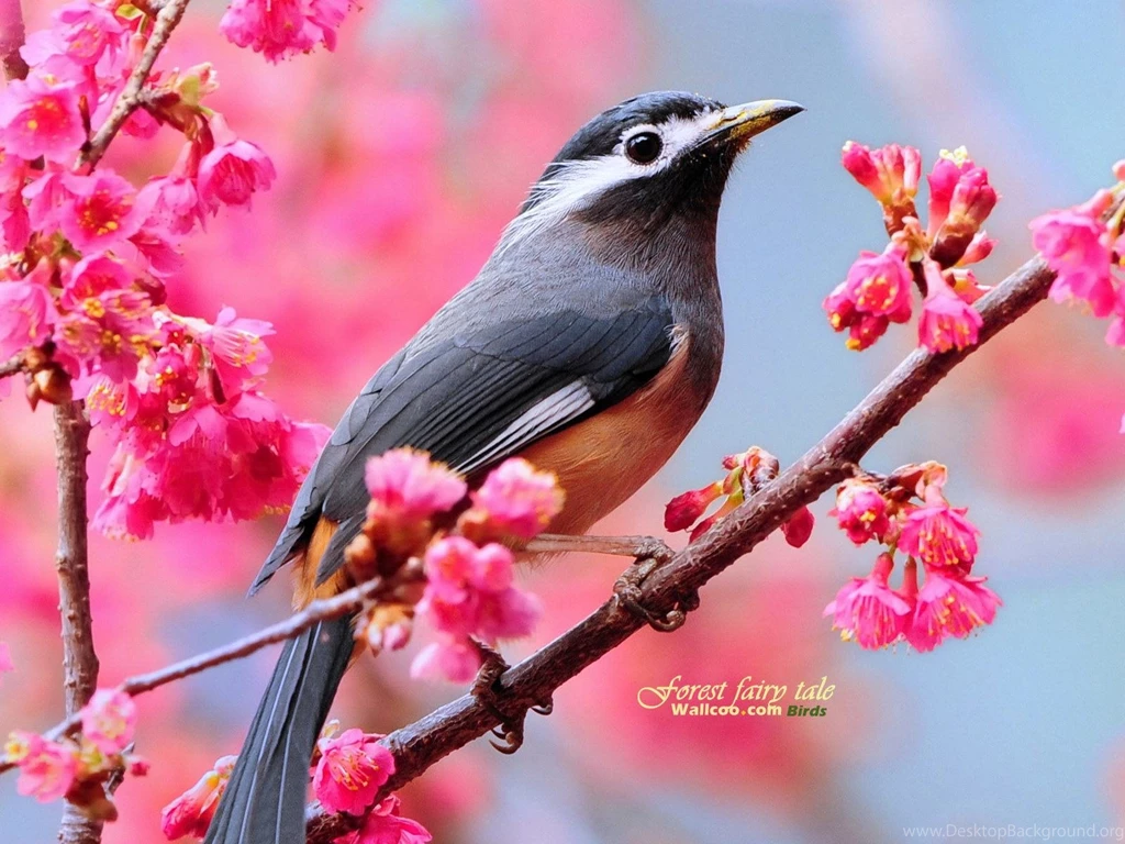 Free Wallpaper Backgrounds For Laptops Wallpapers Cave ...