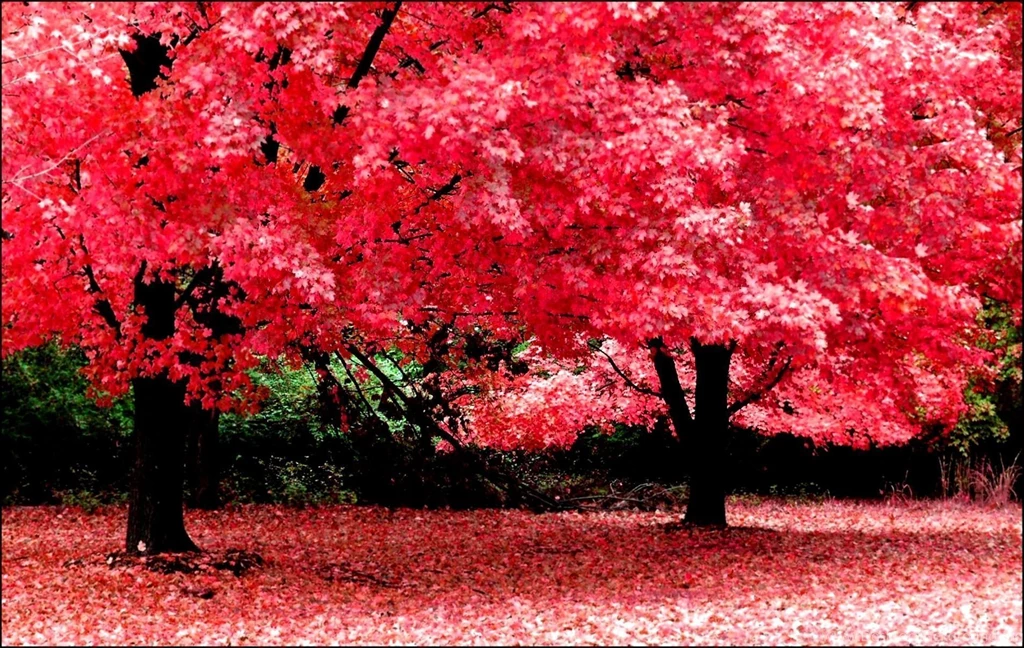 Wallpapers For Laptops Free