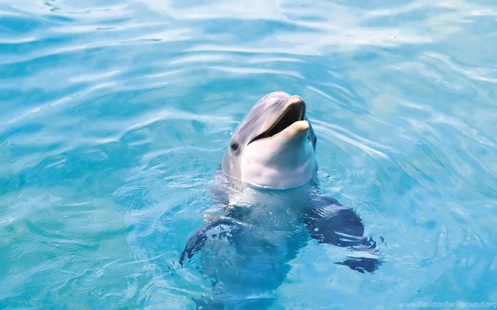 Bottlenose Dolphins HD Wallpapers
