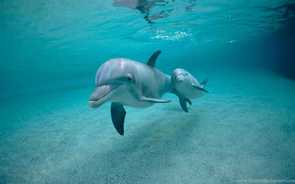Dolphin Wallpaper.