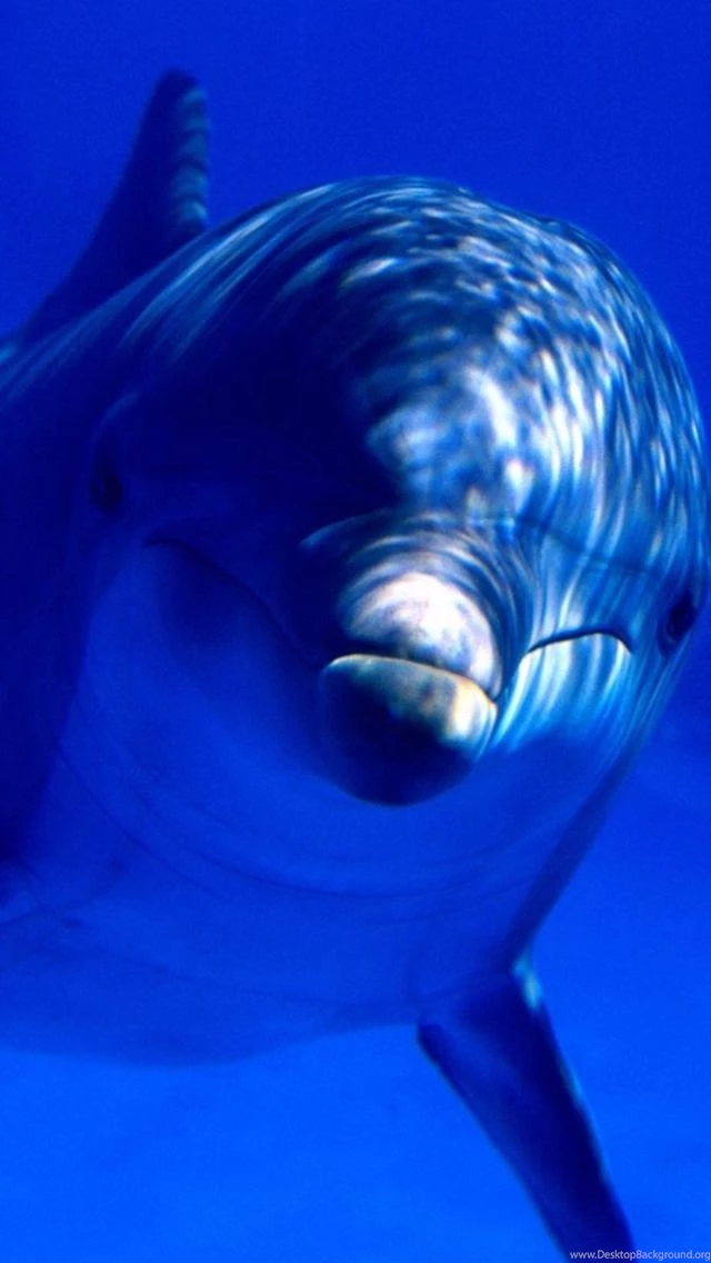 Top Dolphin Wallpapers For Iphone Images For Pinterest