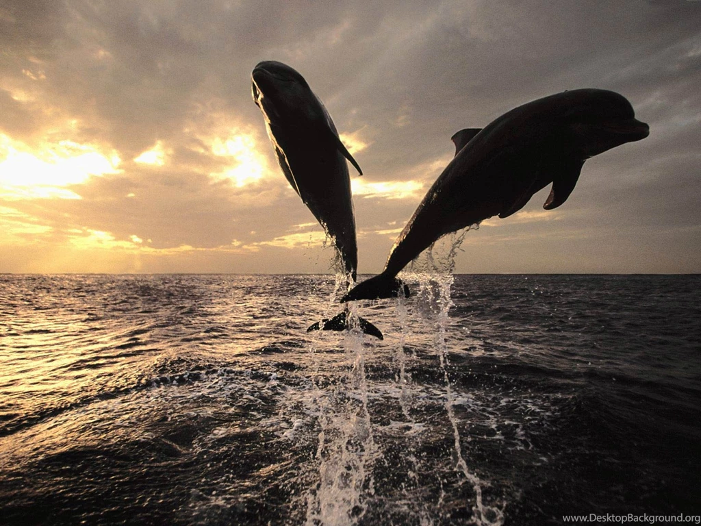 Dolphin Wallpapers Animals Town