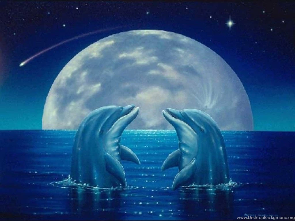 Download Cute Dolphin Imagesci Wallpapers 1024x768