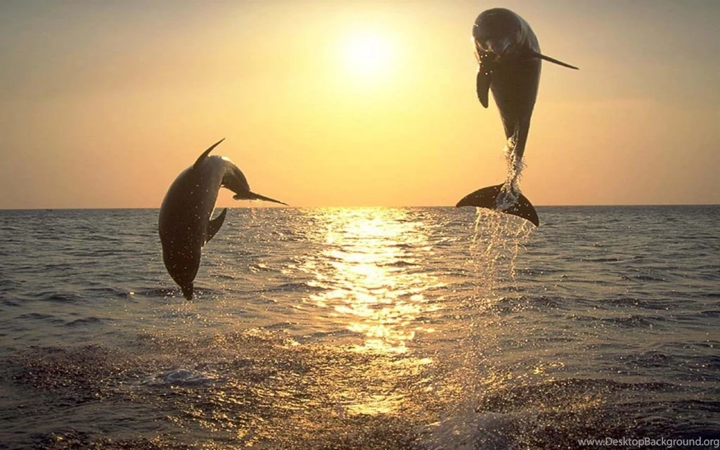 Dolphin Wallpaper Backgrounds