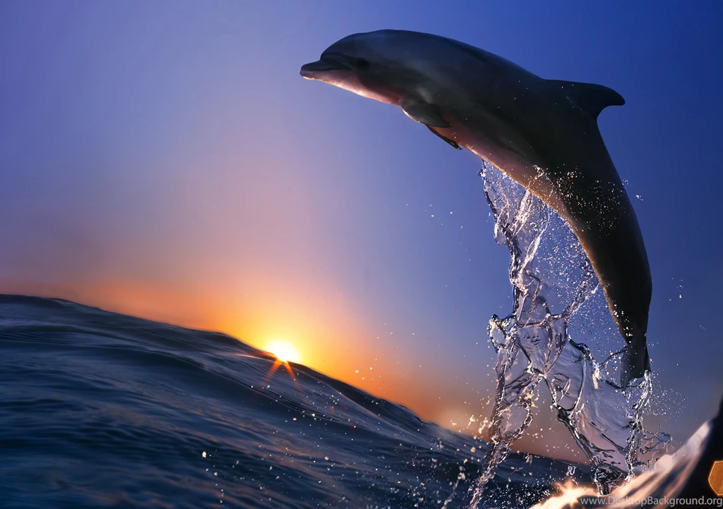 Dolphin Wallpapers Desktop