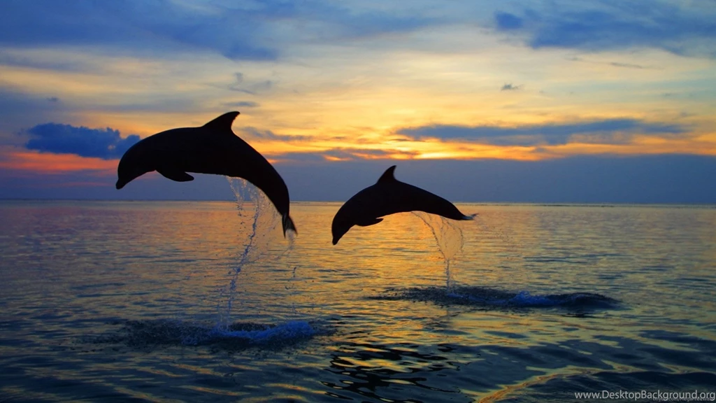 Dolphin Computer Wallpapers, Desktop Backgrounds