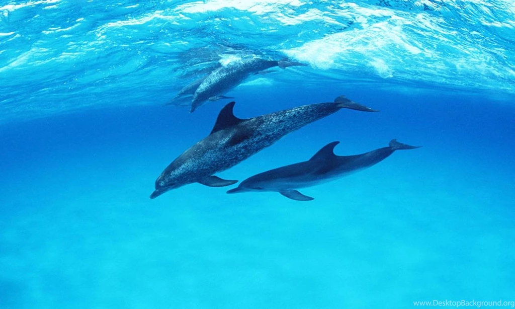 Cute dolphin wallpaper 10207 hd wallpapers.jpg