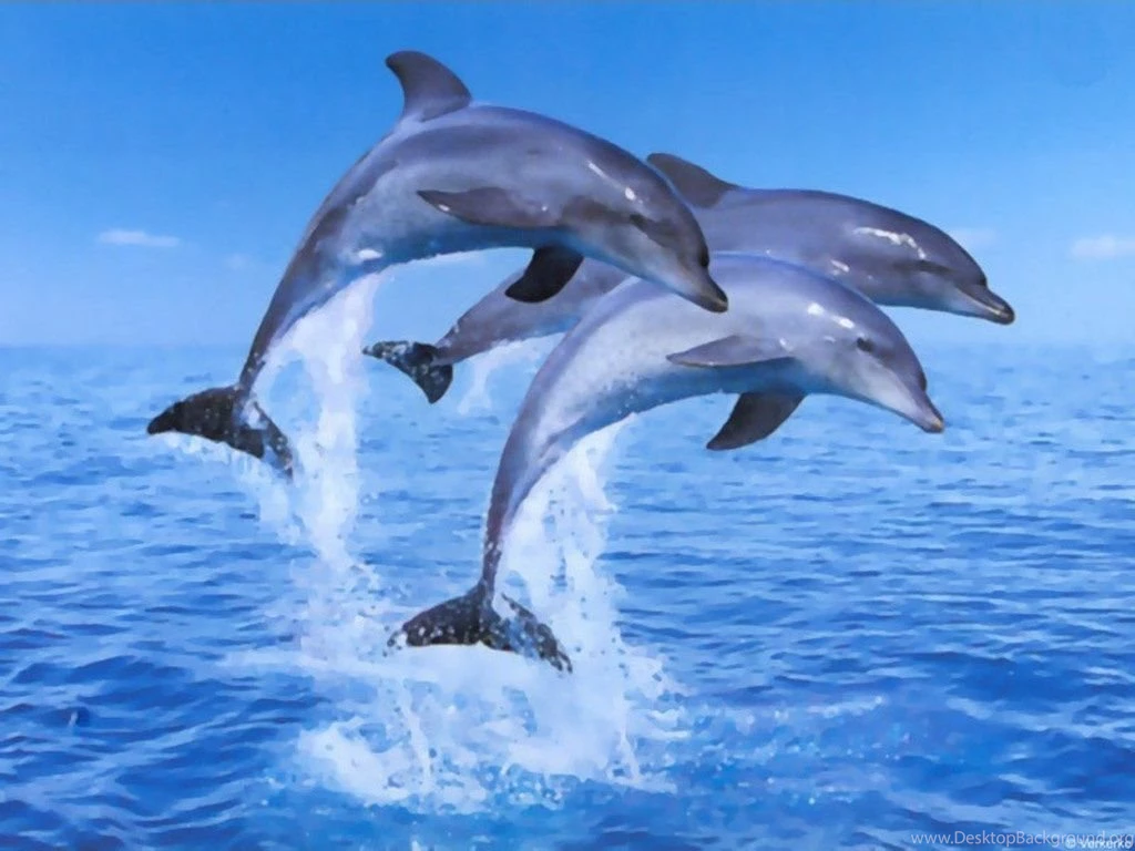 Dolphin jumping HD Wallpaper.jpg