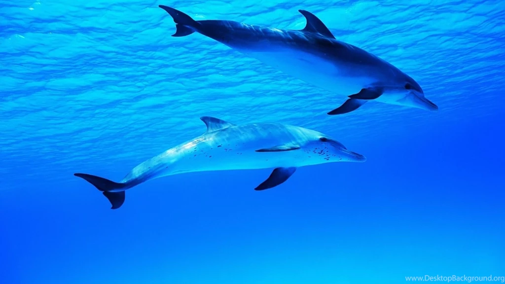 Dolphin HD Wallpapers And Backgrounds