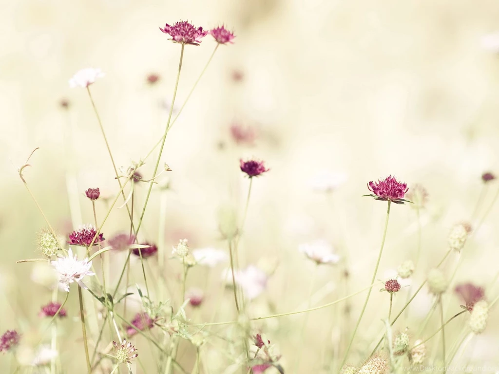 Spring_Blossoms.jpg