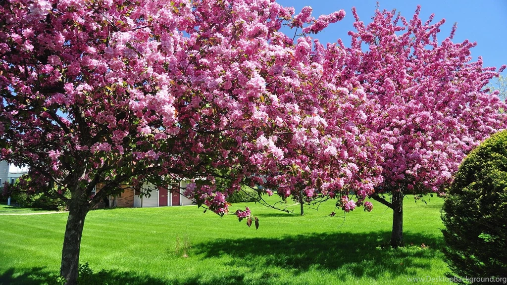 Free Spring Desktop Wallpapers ~ Toptenpack.com