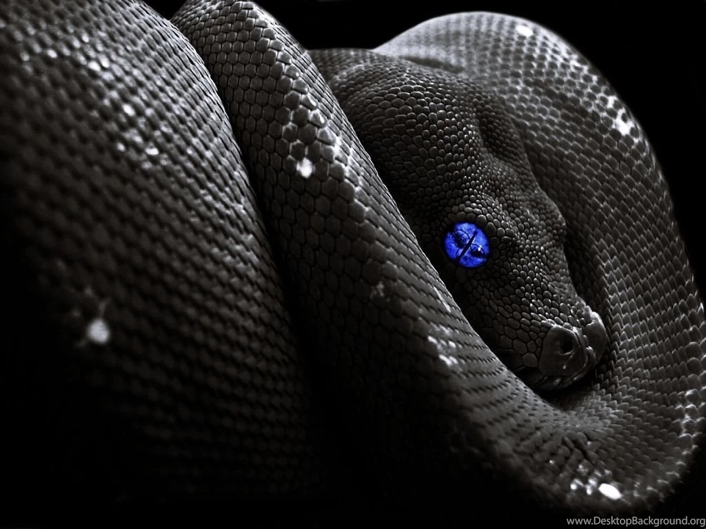 Beautiful Snake Wallpapers For Your PC
