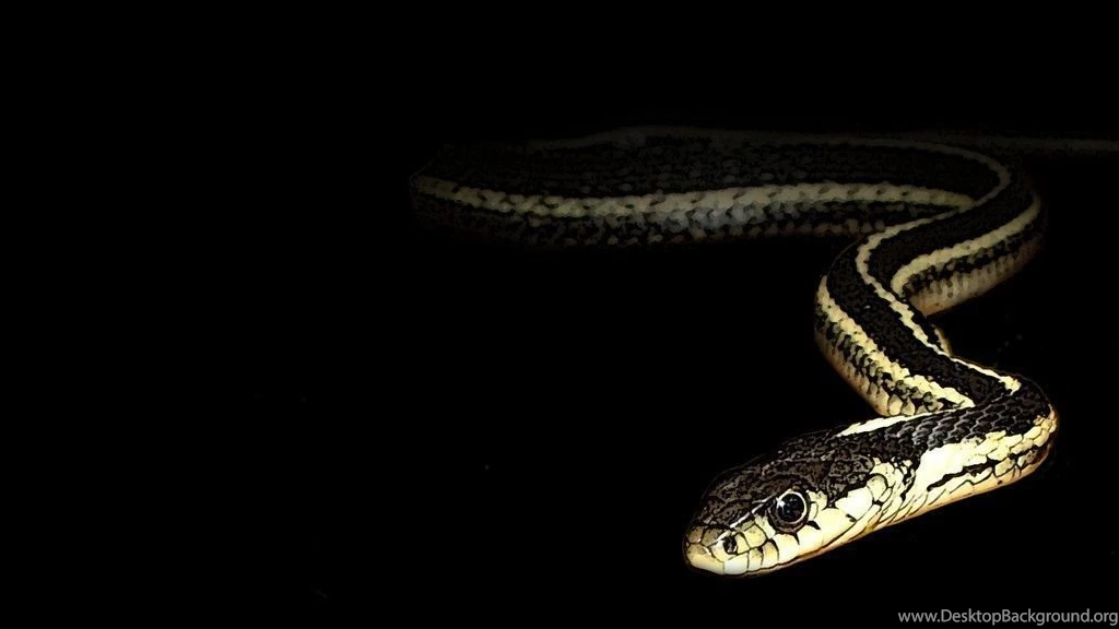 Eastern Garter Snake Wallpapers By Pareeeee On DeviantArt