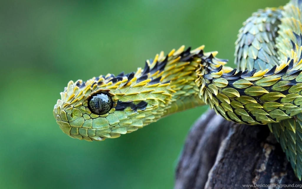 Exotic Snake Wallpapers