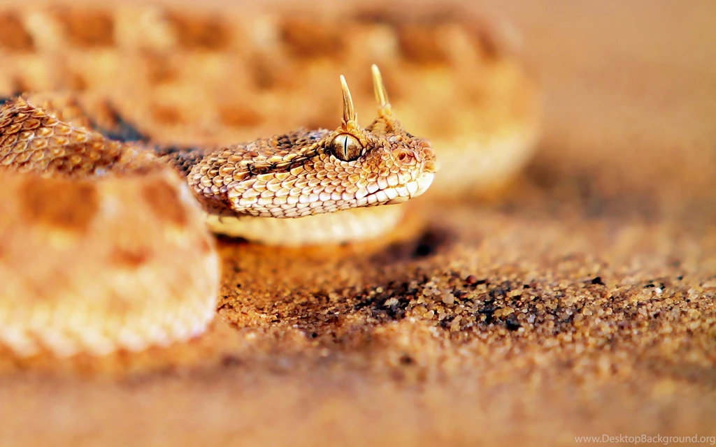 Horned Snake Wallpaper HD.jpg