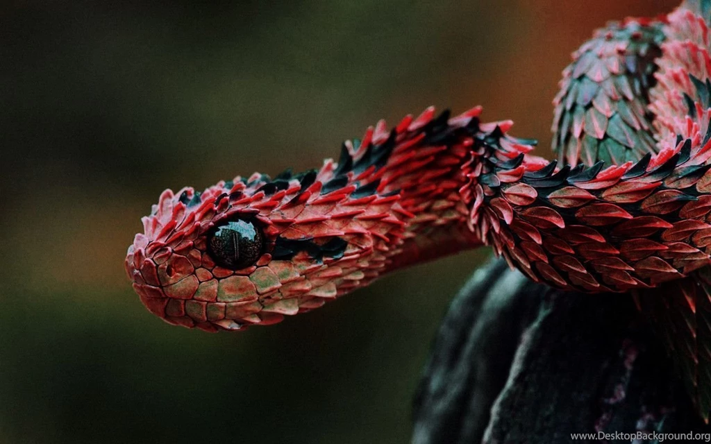 Viper Snake Wallpapers