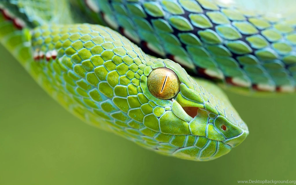 Snake Wallpapers