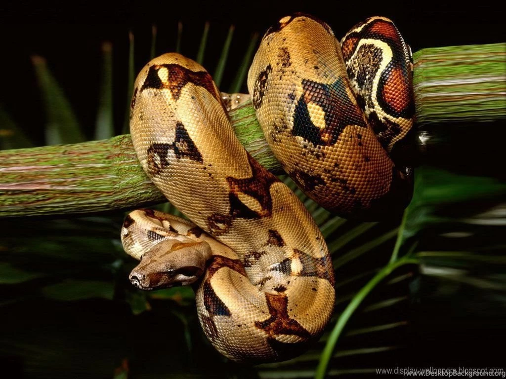 Snake Wallpapers Stunning QG2 WALLPAPEROX.COM