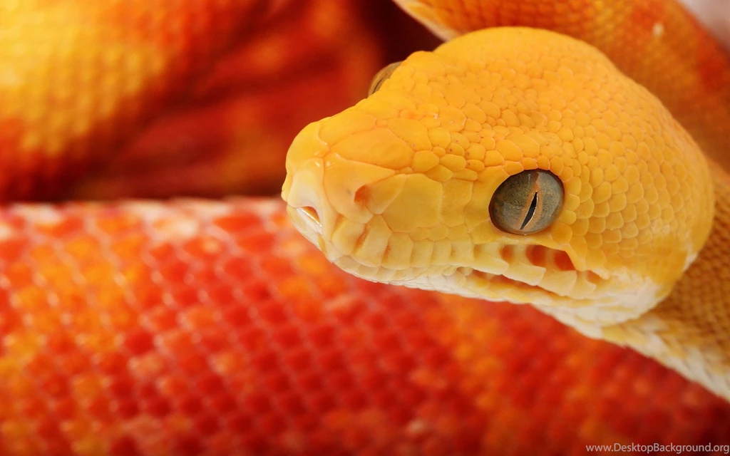 Snake Wallpaper HD.jpg