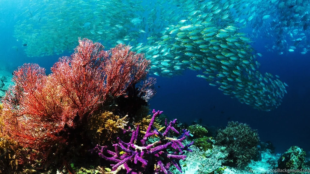 Hd Wallpapers Underwater Wallpapers Beautiful Backgrounds ...