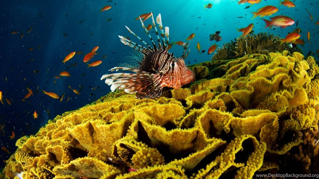 Full HD 1080p Underwater Wallpapers HD, Desktop Backgrounds 1920x1080