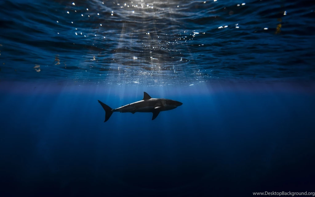 Underwater Wallpapers Of A Shark [2560x1600] : Wallpapers