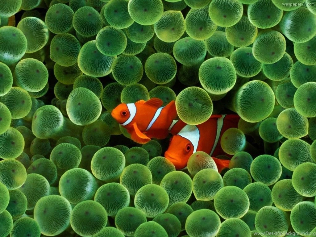 Underwater Wallpapers HD 619 Cool