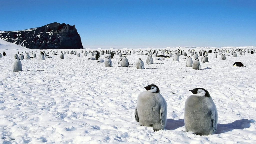 Snow Penguins Wallpapers Desktop
