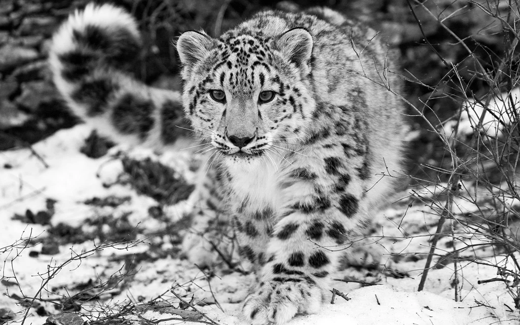 Snow Leopard Desktop Wallpaper, Snow Leopard Backgrounds, New ...