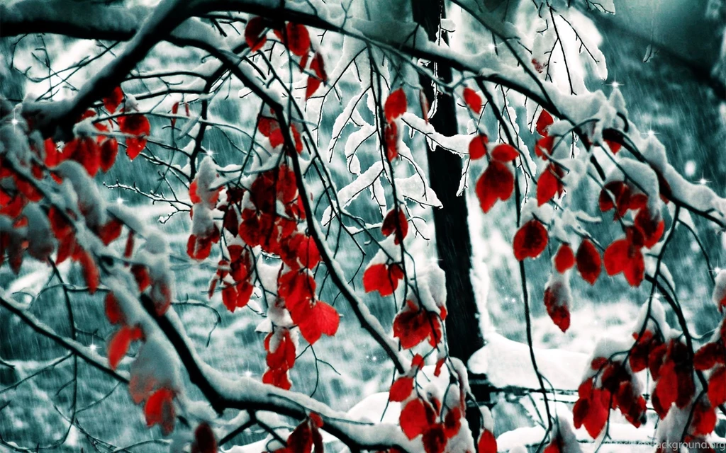 Snow Leaves Wallpapers