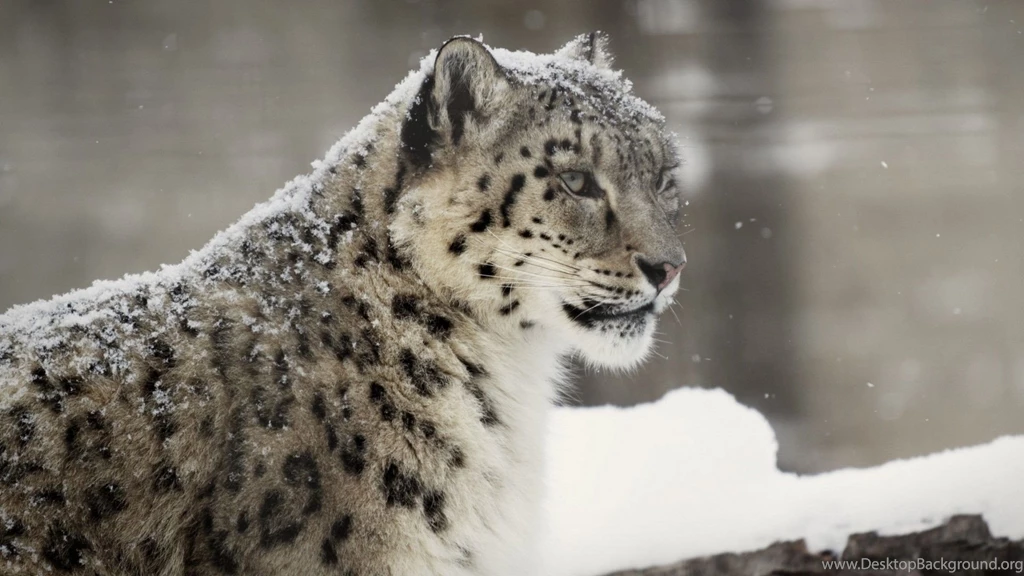 Snow Leopard Wallpapers HD Pictures