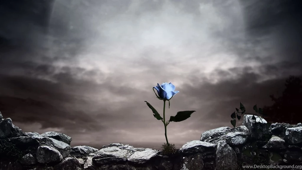 Blueish Rose Dark Backgrounds Your Top HD Wallpapers