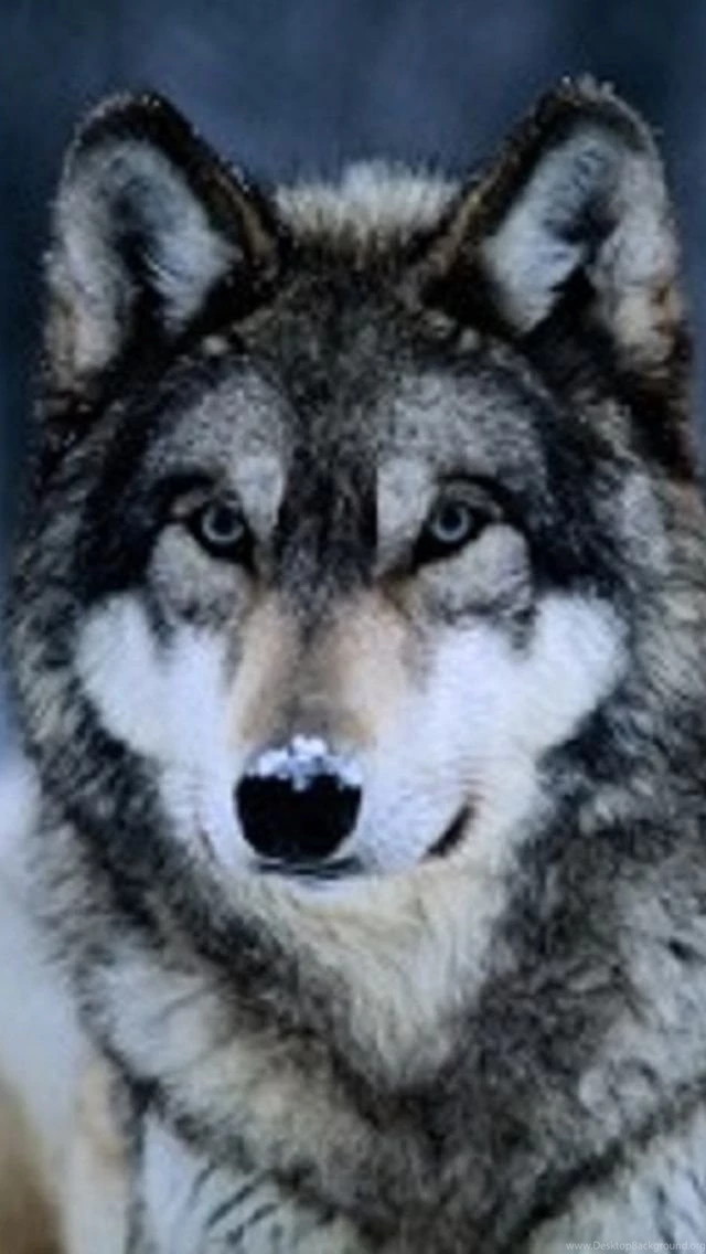 Wolf iPhone 5 Wallpapers (640x1136)