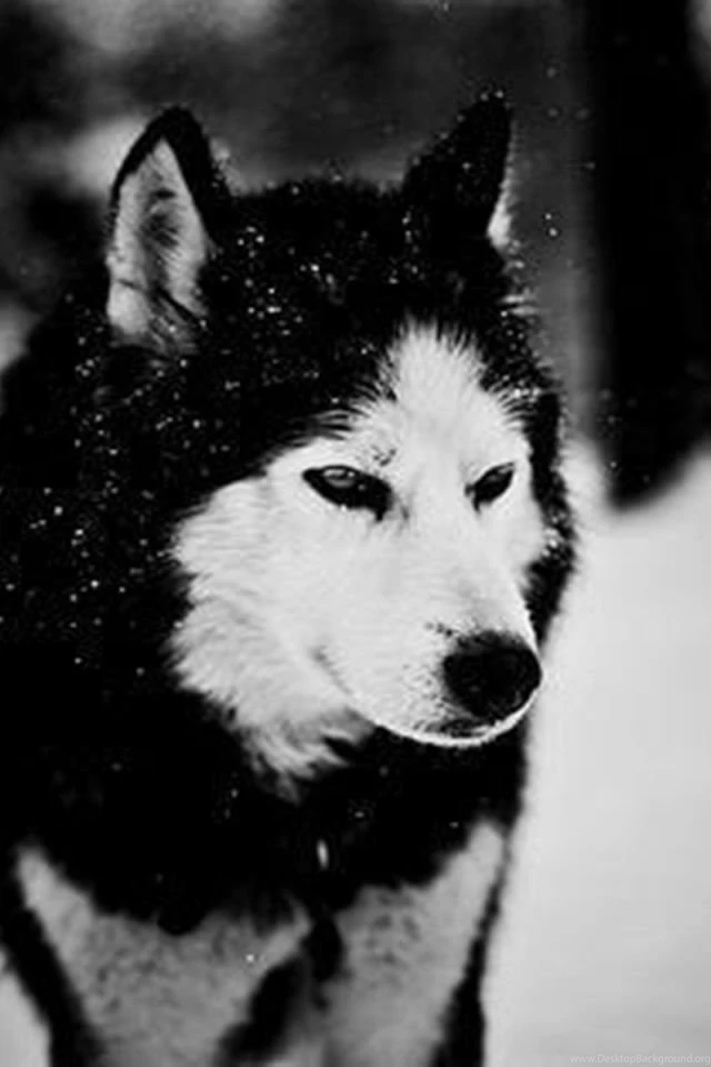 640x960 Wolf In Winter Iphone 4 Wallpapers