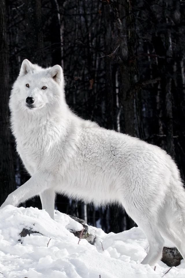 White Wolf HD Desktop Wallpapers : Widescreen : High Definition ...