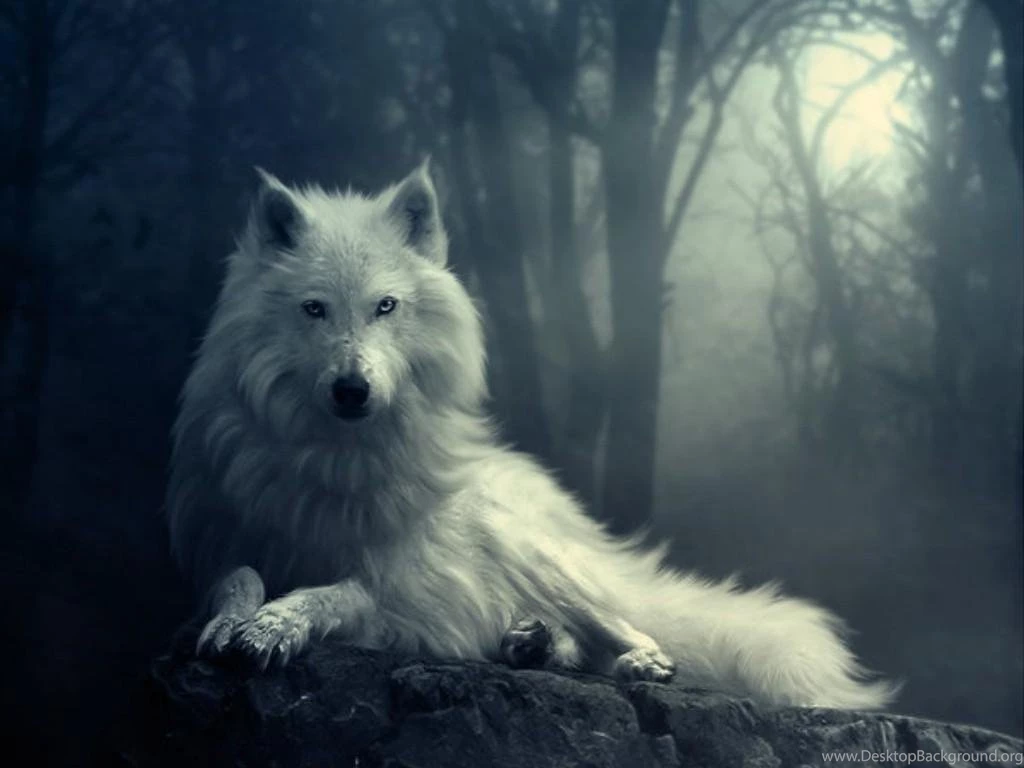 White Wolf Desktop Picture