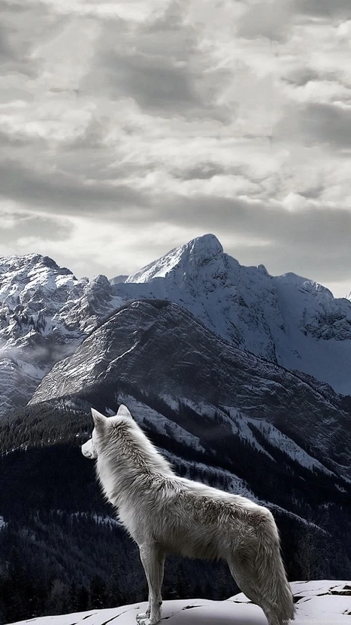 iPhone 5 Animal/Wolf Wallpapers ID: 253660