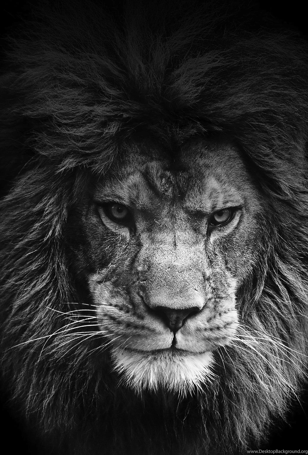 Apple_wallpaper_legendary lion_iphone5_parallax1.jpg