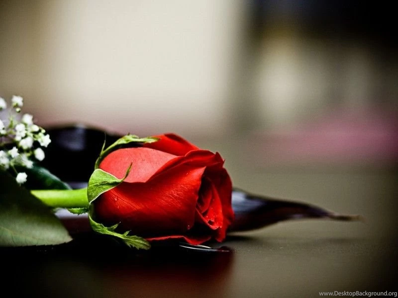 One HD Wallpapers Pictures Backgrounds FREE Download ...