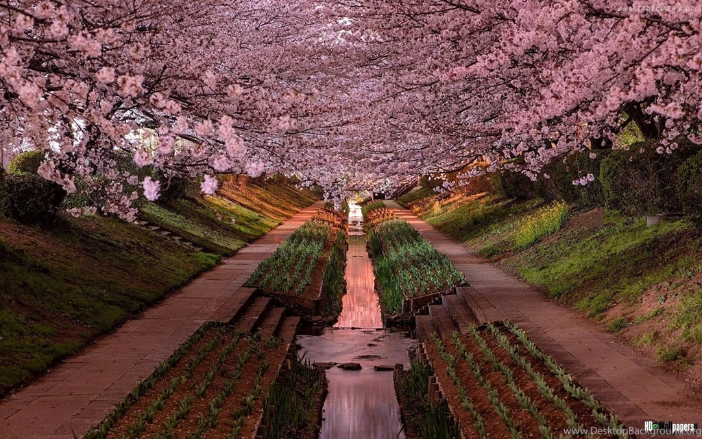 Free Download 3D Live Wallpapers For Android Tablet