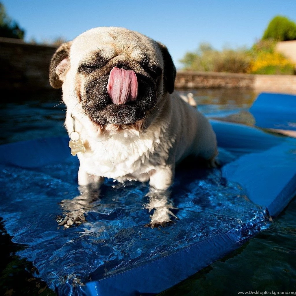 Cute Pet Pug Tablet Wallpapers 1024 1024 14 Catch Cool And ...