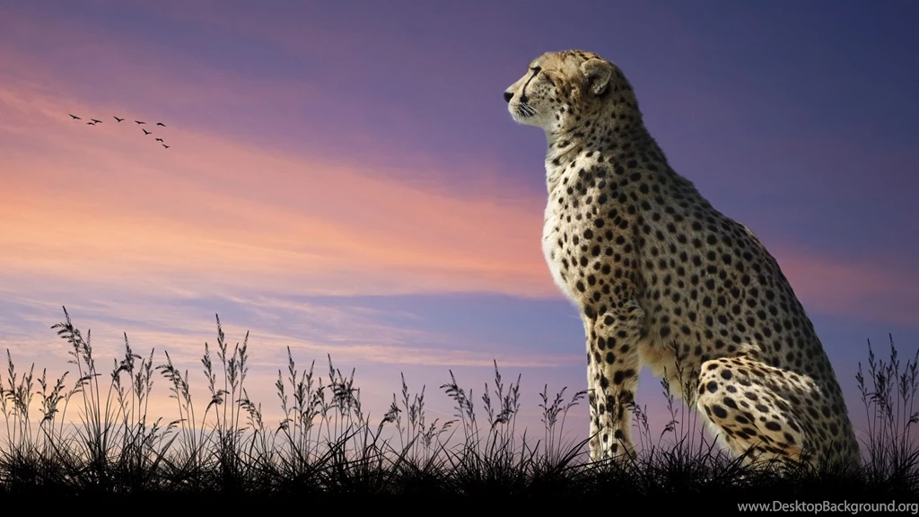 HD Quality Wild Animal Cheetah Wallpapers HD Backgrounds 6 ...