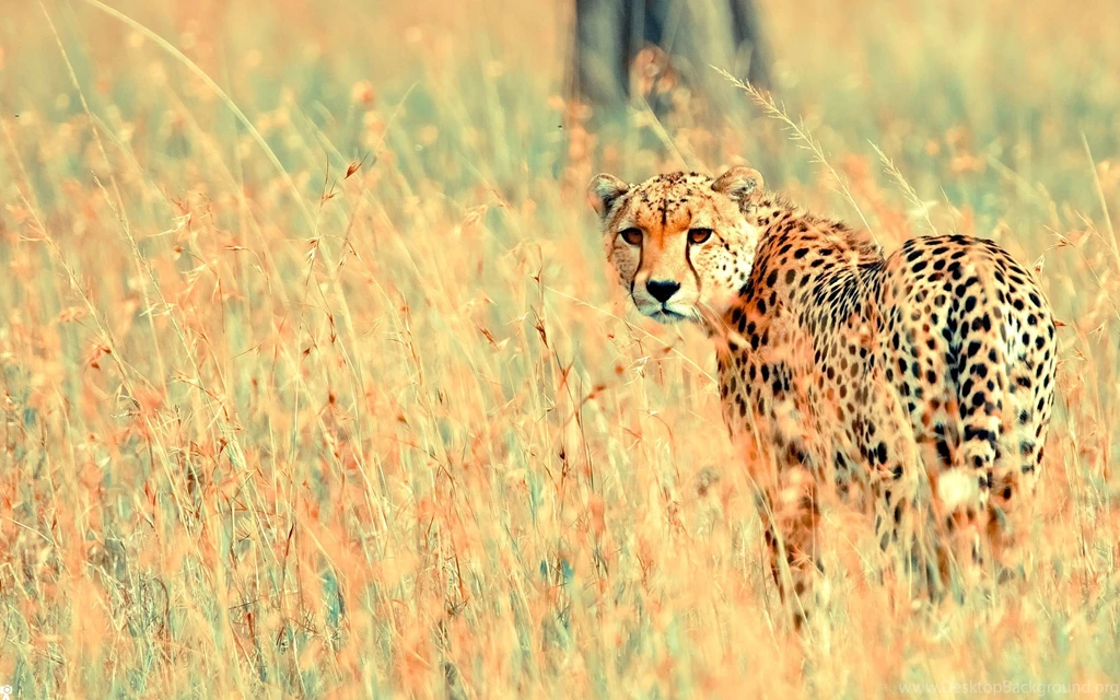 Cheetah