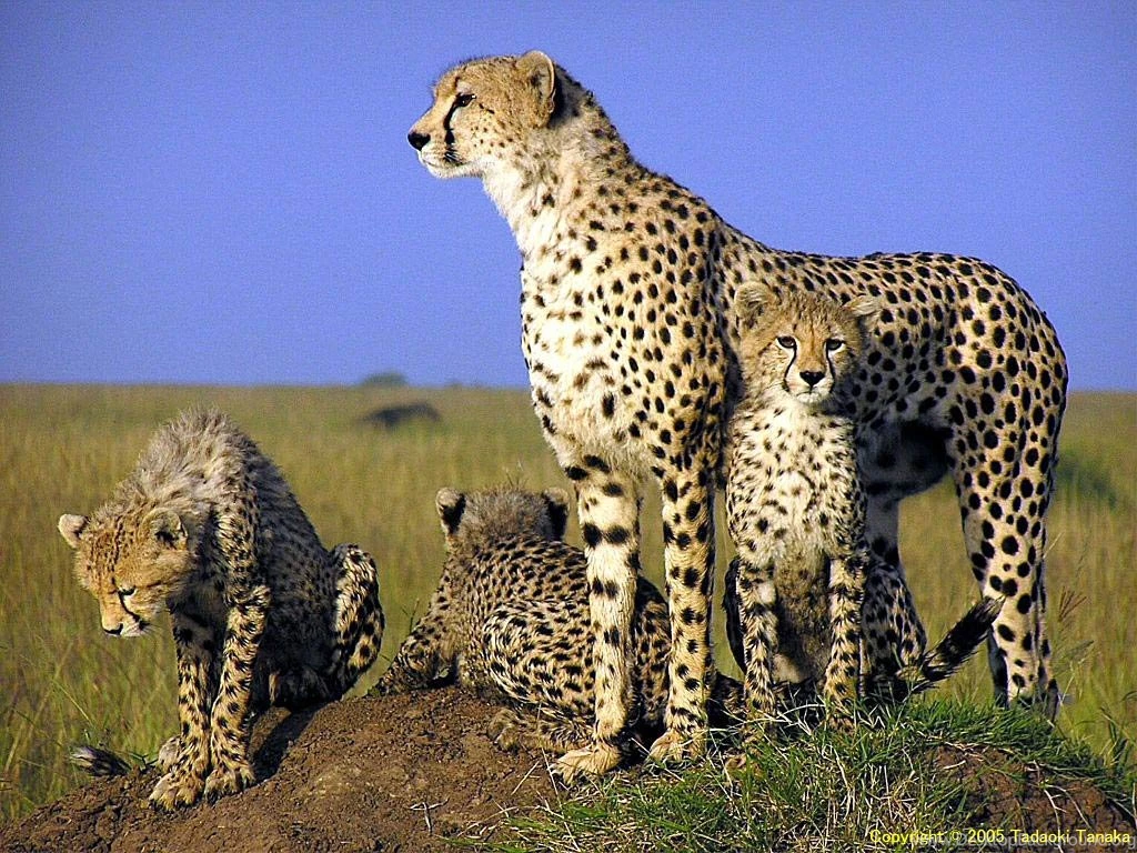 Cheetah Wallpapers Animals Town