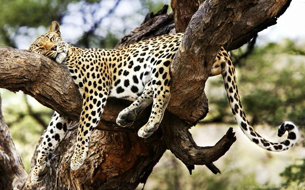 Funny Cheetah Wallpapers