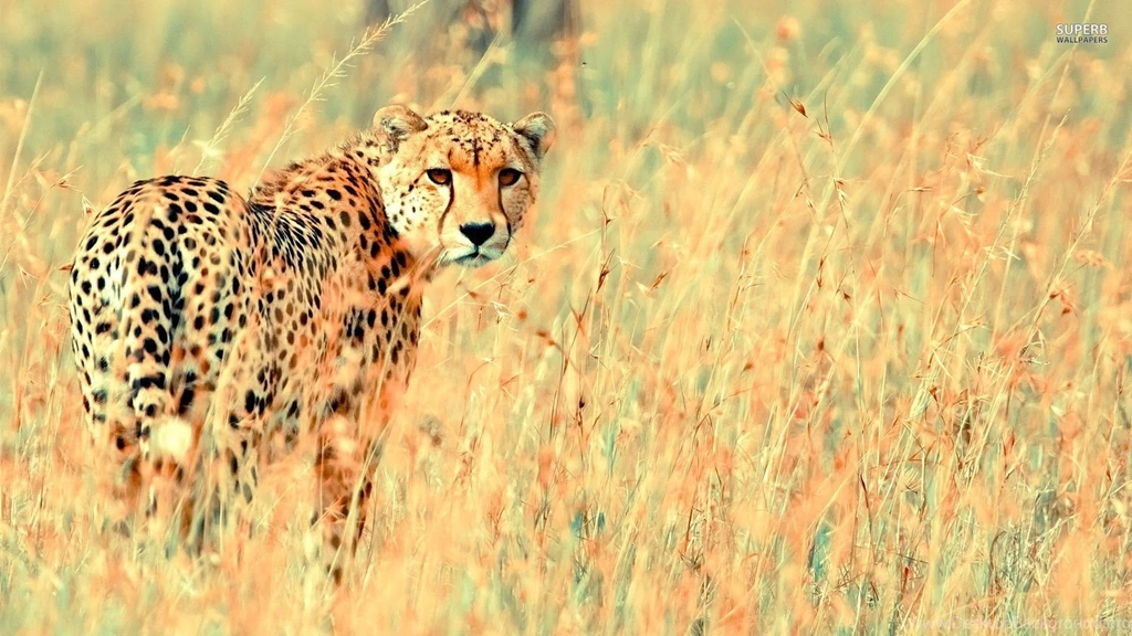 Cheetah Wallpapers Animal Wallpapers